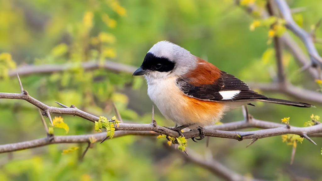 Bay Backed Shrike